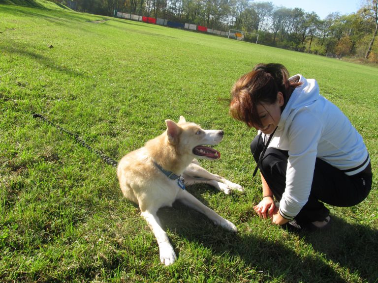 Trening nosework w Łodzi – pies szuka zapachu
