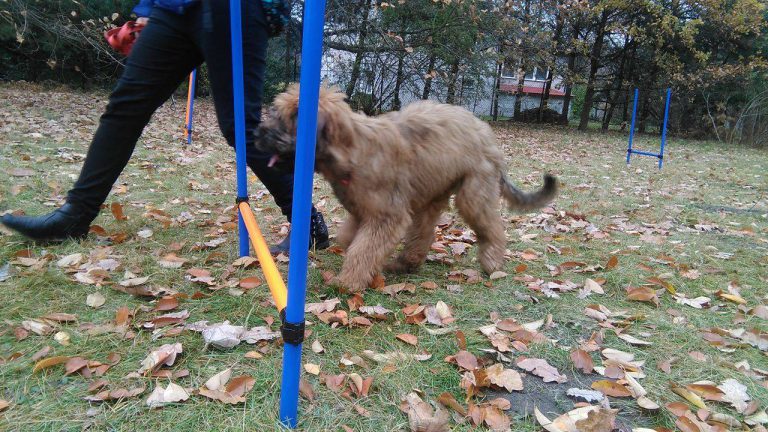 Zajęcia terenowe z psem — Arka Zoo Łódź